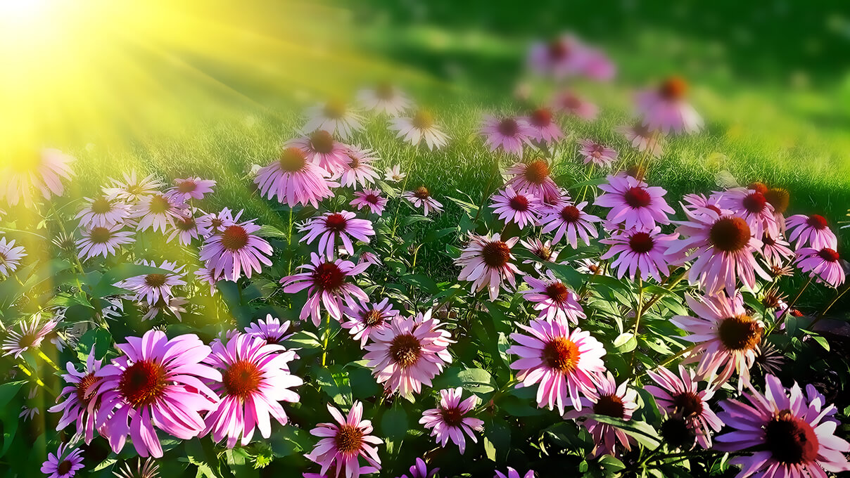 echinacea flowers in the sunshine