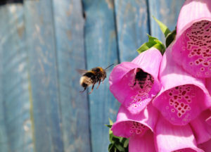foxglove flower with bees