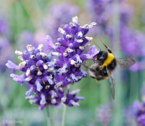 lavender with bee
